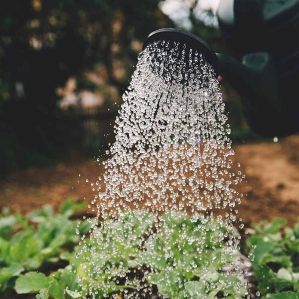 Irrigate il vostro orto la mattina!