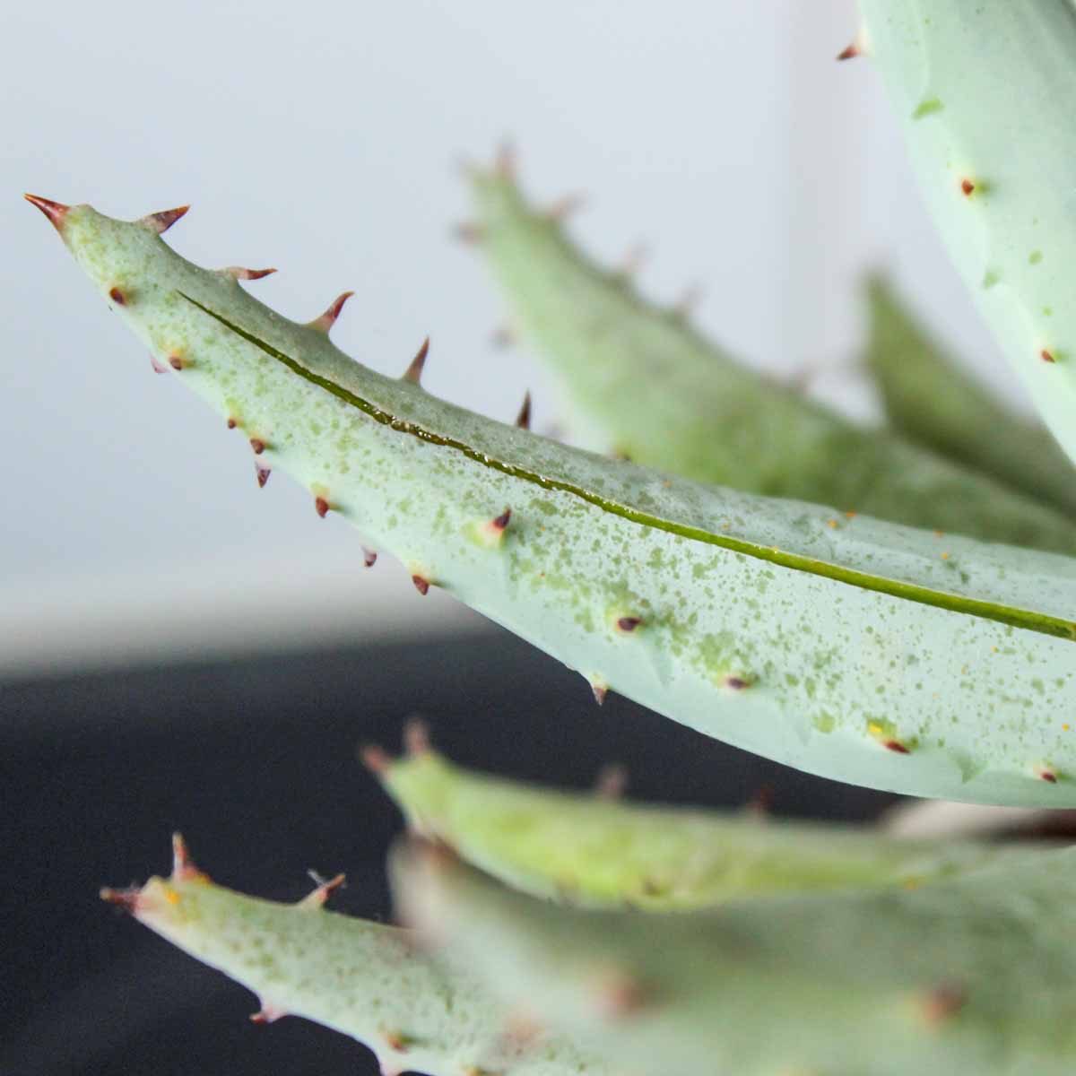 Aloe vera, il gel che fa bene