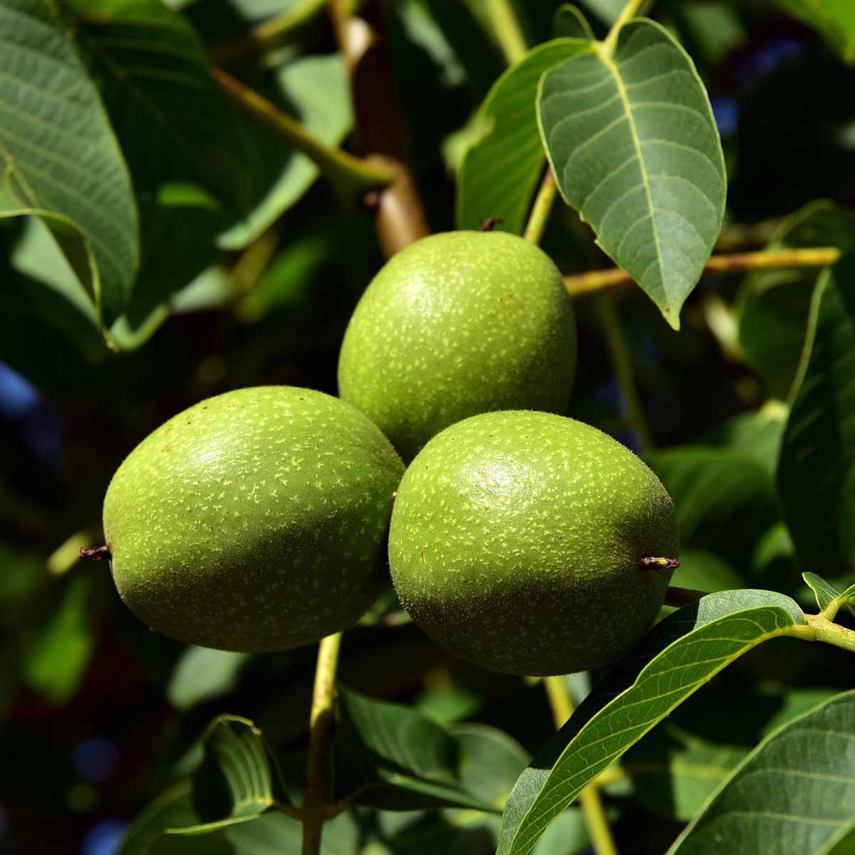 Il noce, albero sacro dai doni divini