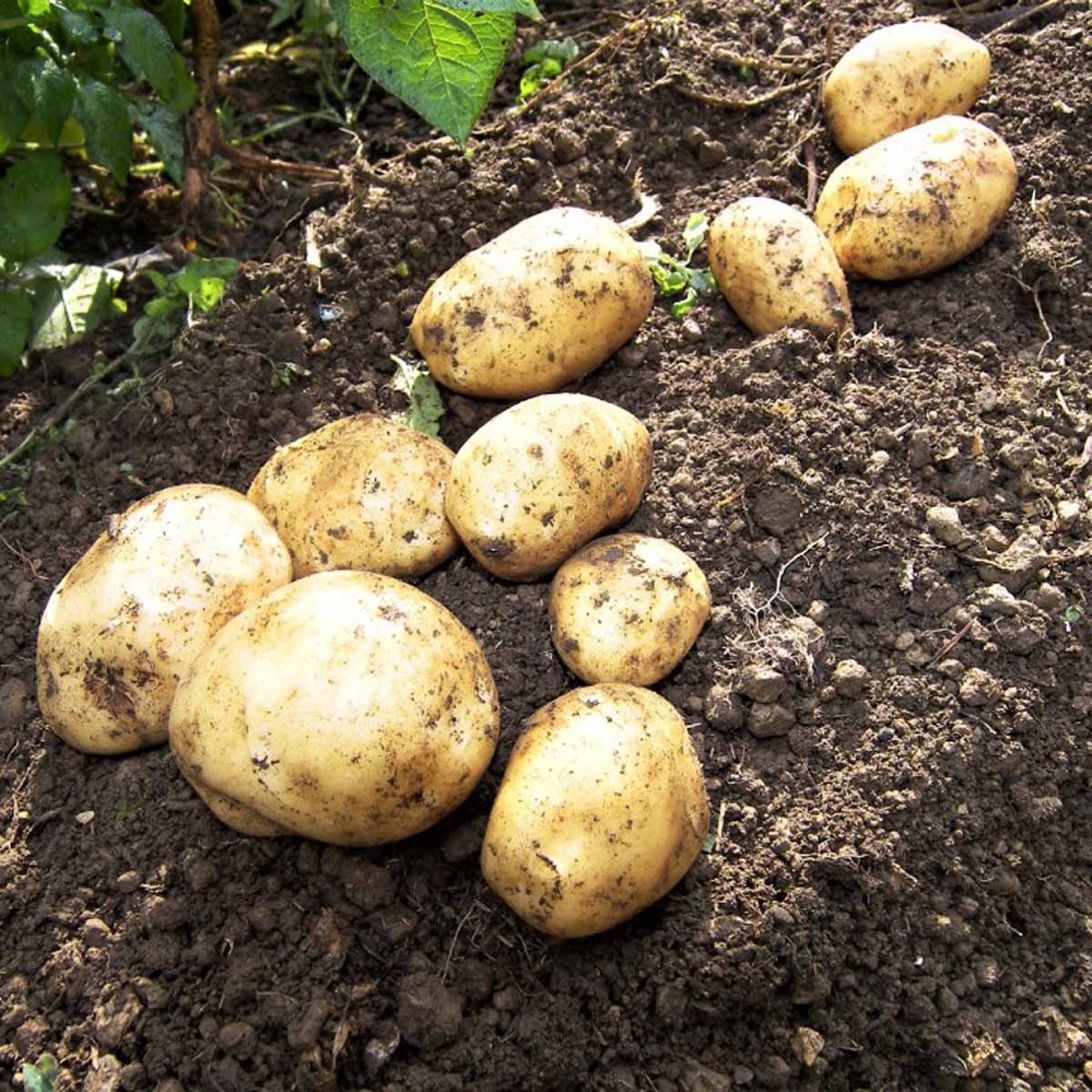 Pani di terra, o più semplicemente patate