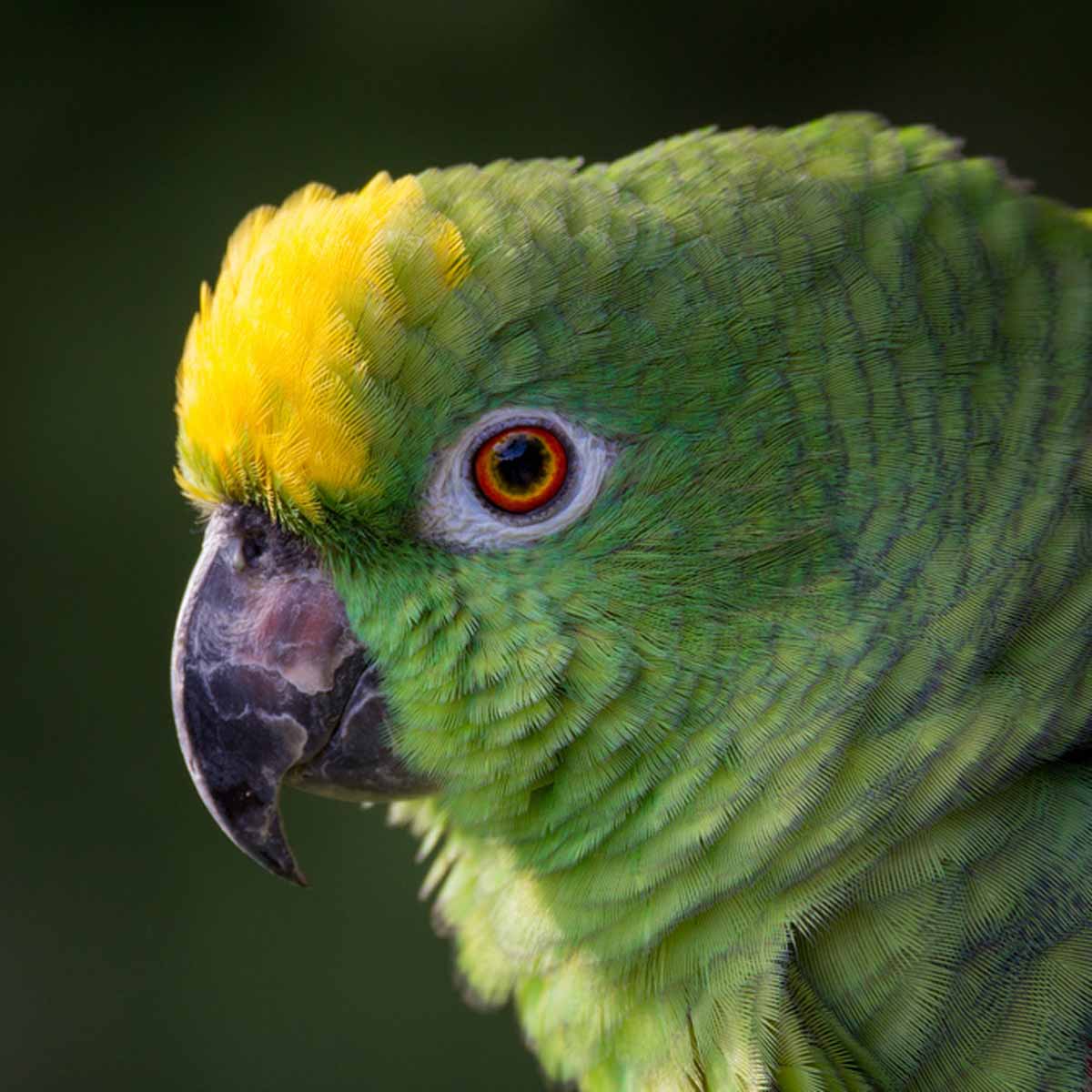 Amazzone a fronte gialla di Panama