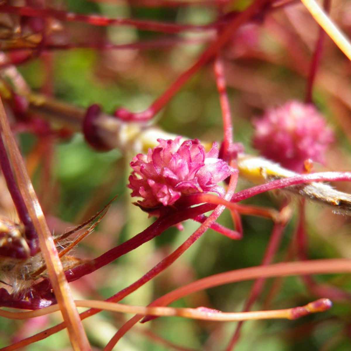 Cuscuta, la pianta vampiro dei vegetali