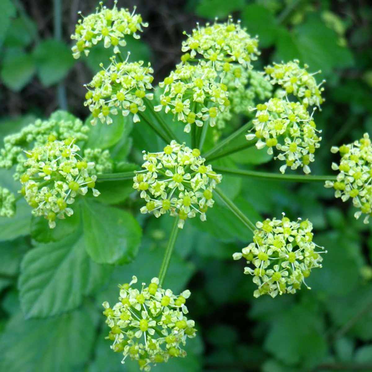 Il macerone, erba aromatica da antiche usanze