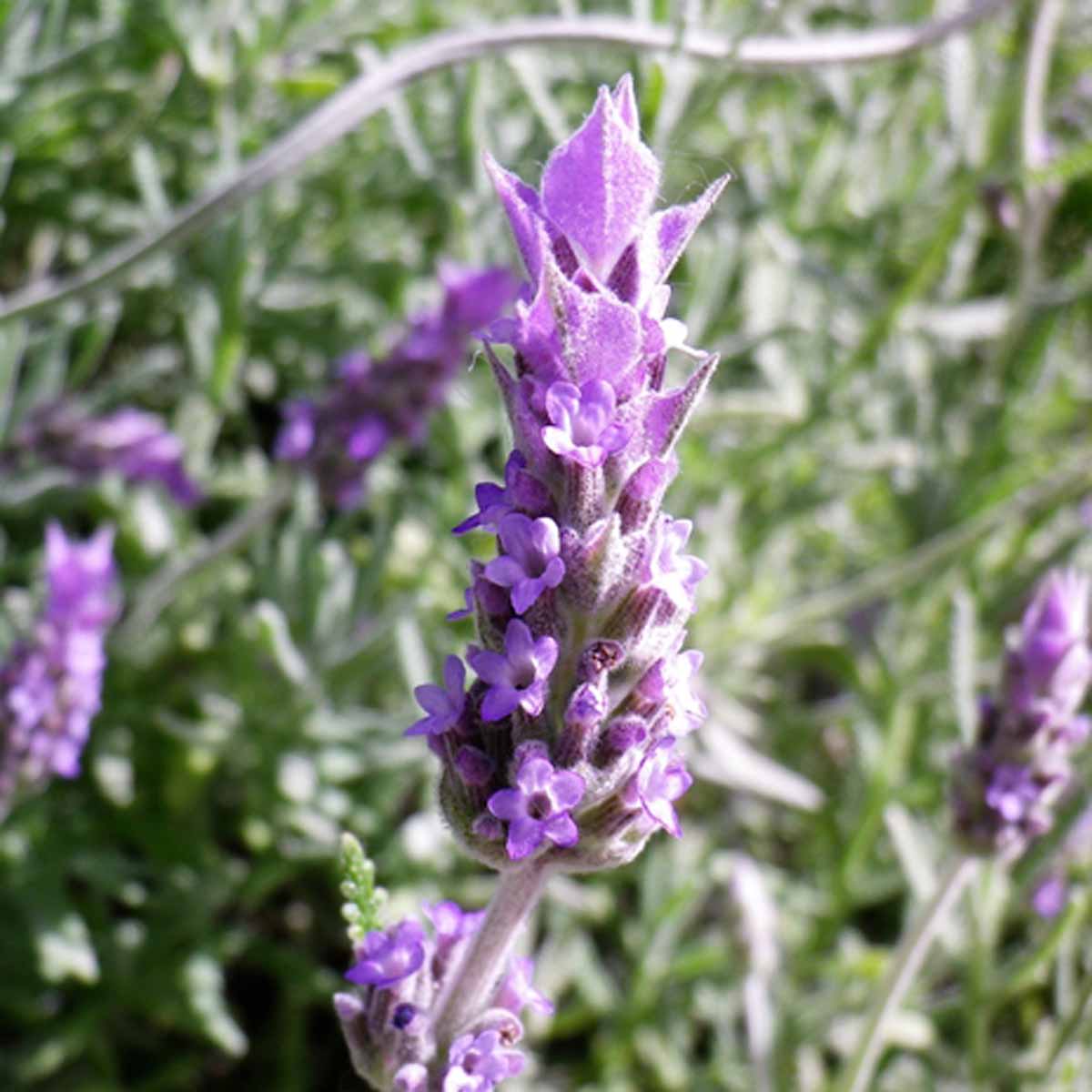 La lavanda, bella e profumata