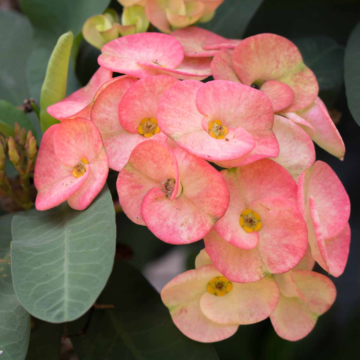 Euphorbia milii