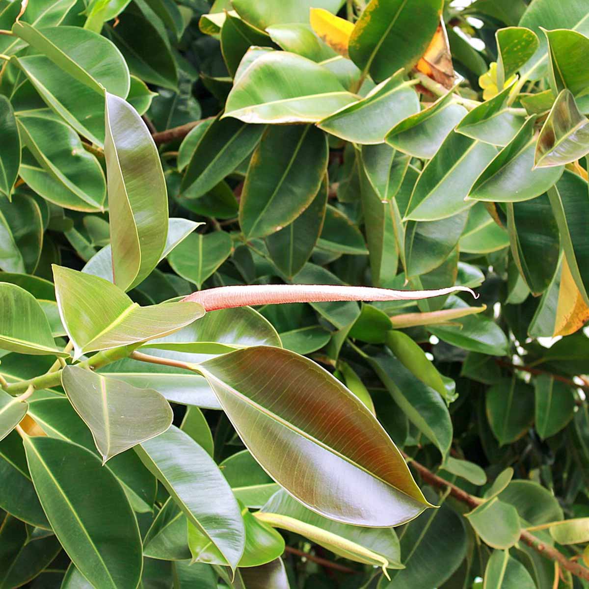 Ficus robusta