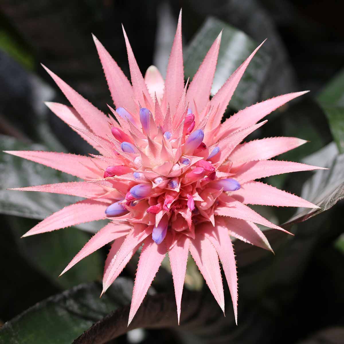 Le Bromeliacee