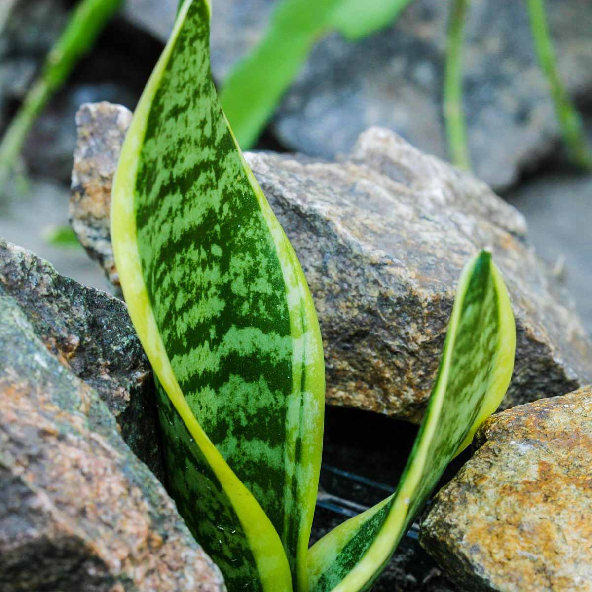 Sansevieria