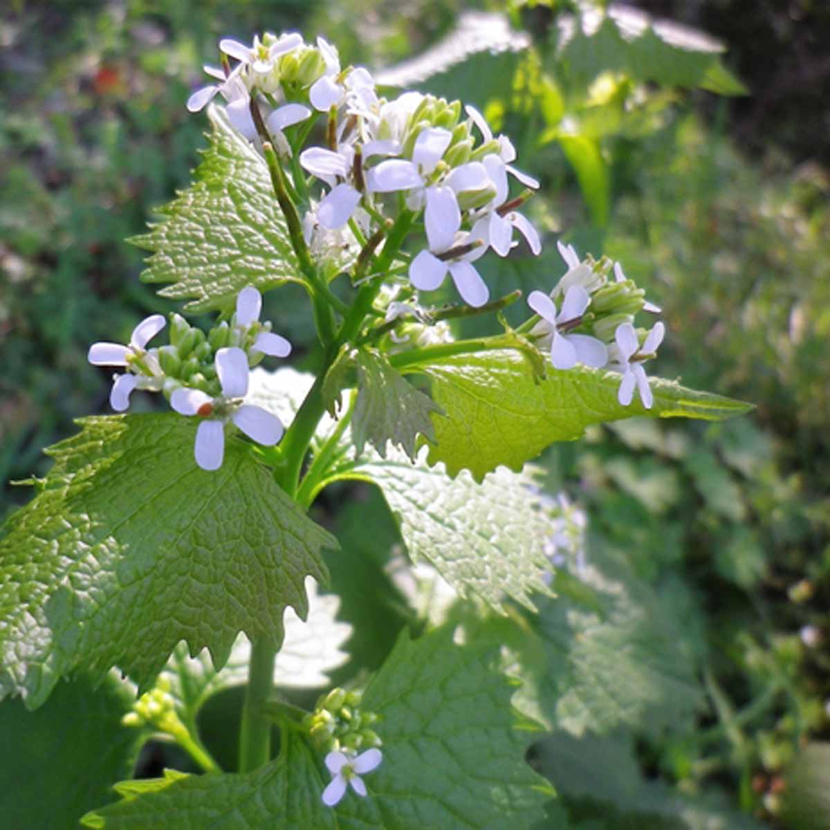 Alliaria, selvatica e gustosa