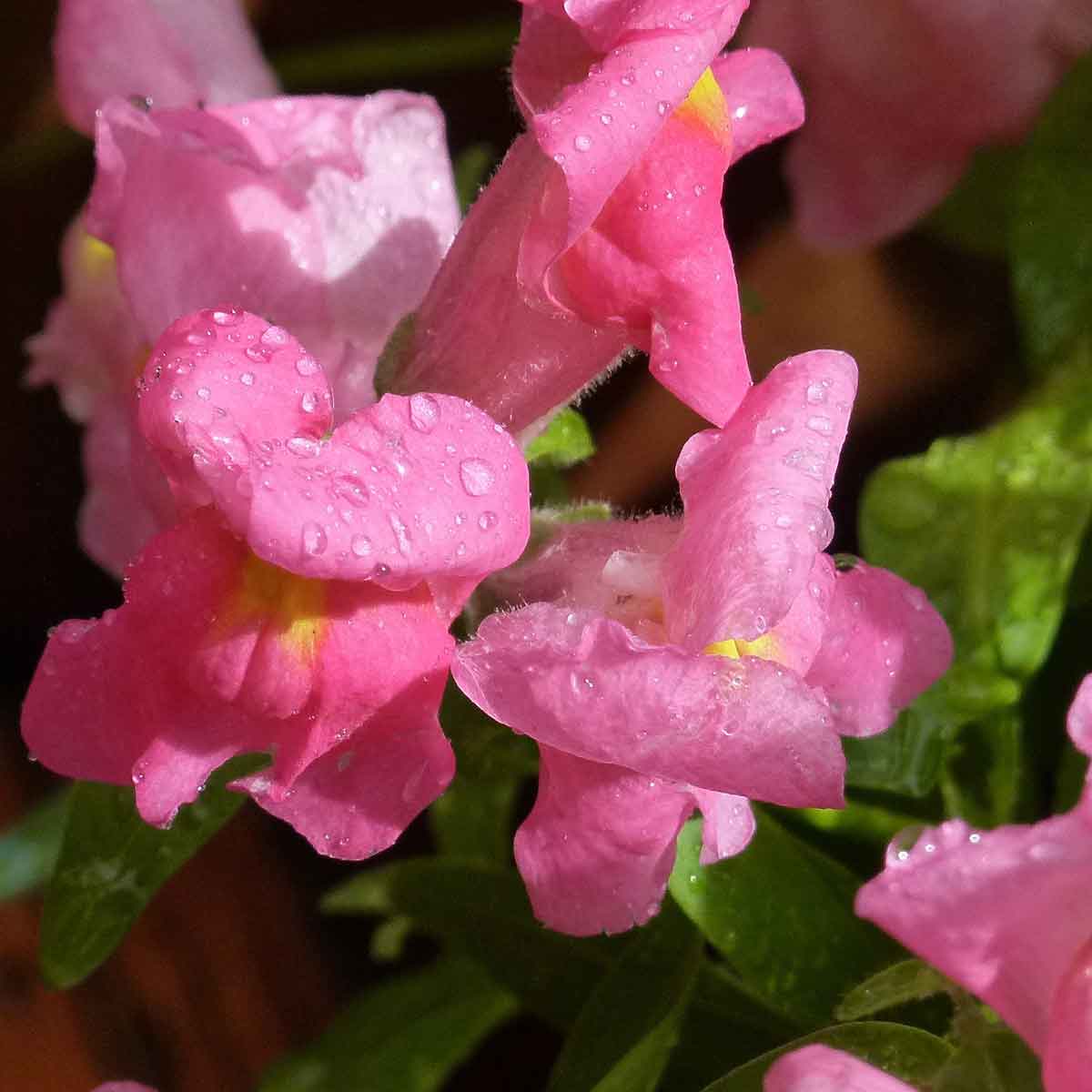 Antirrhinum o bocca di leone