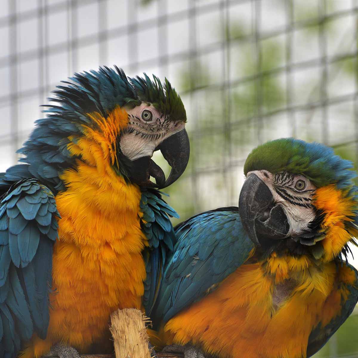 Avvelenamento da topicidi negli uccelli da voliera