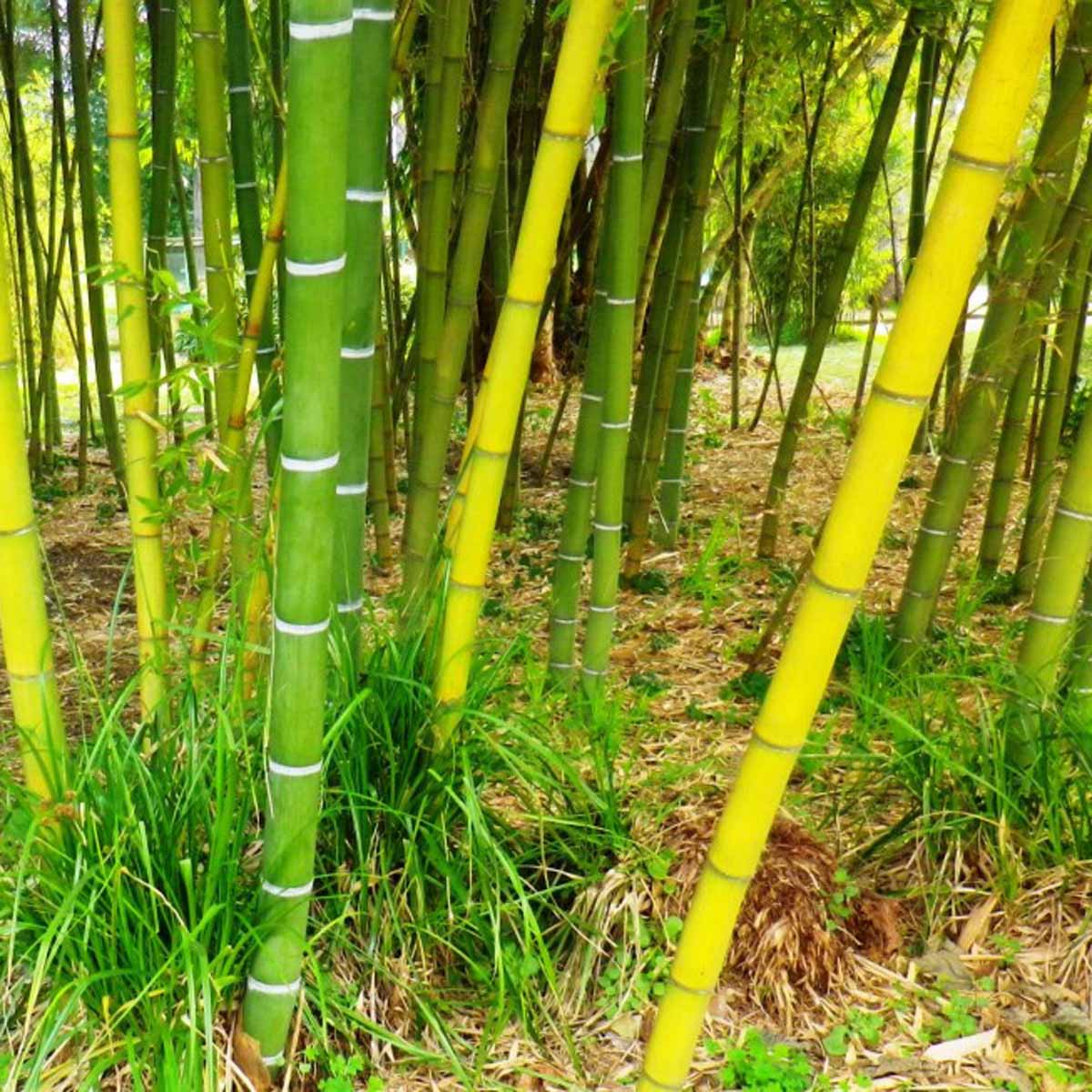 Bambù, graminacee tropicali