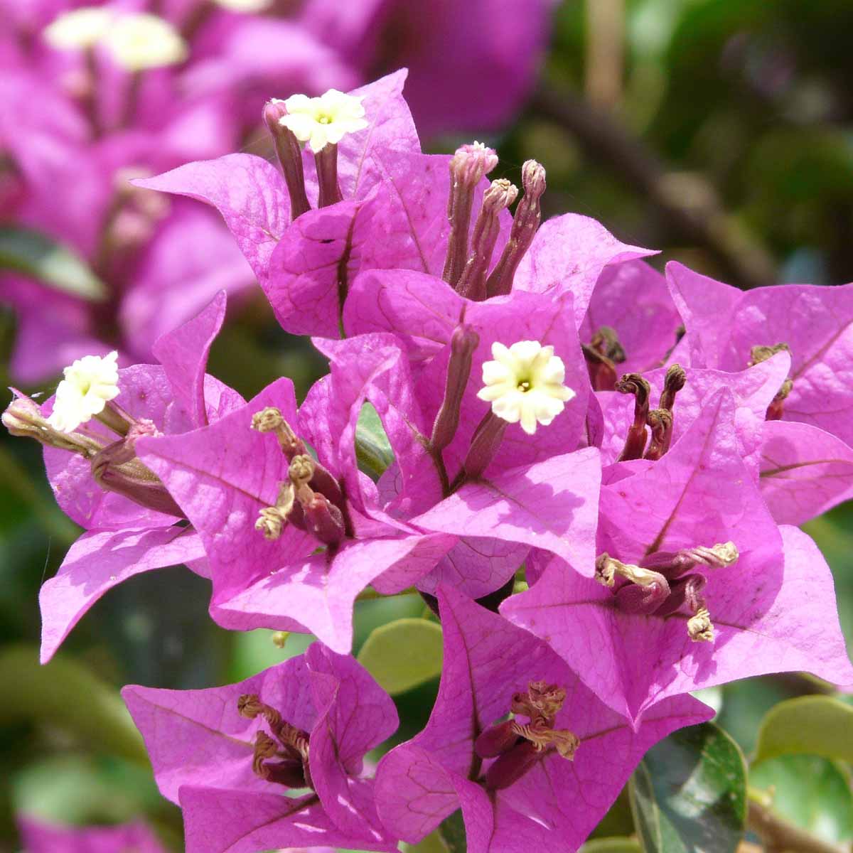 Bougainvillea, navigate origini francesi