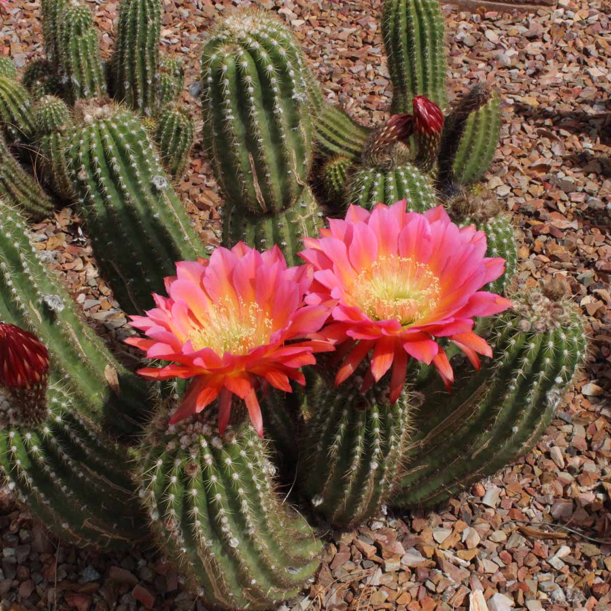 Cactus: una spina nel cuore