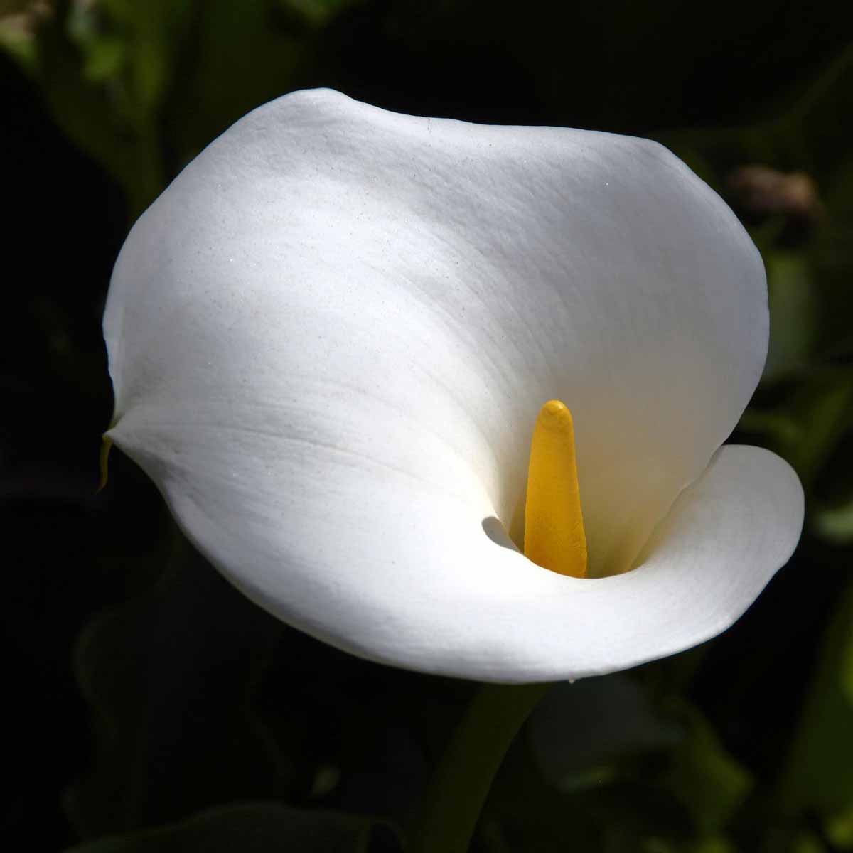 Calla, purezza nel bouquet da sposa