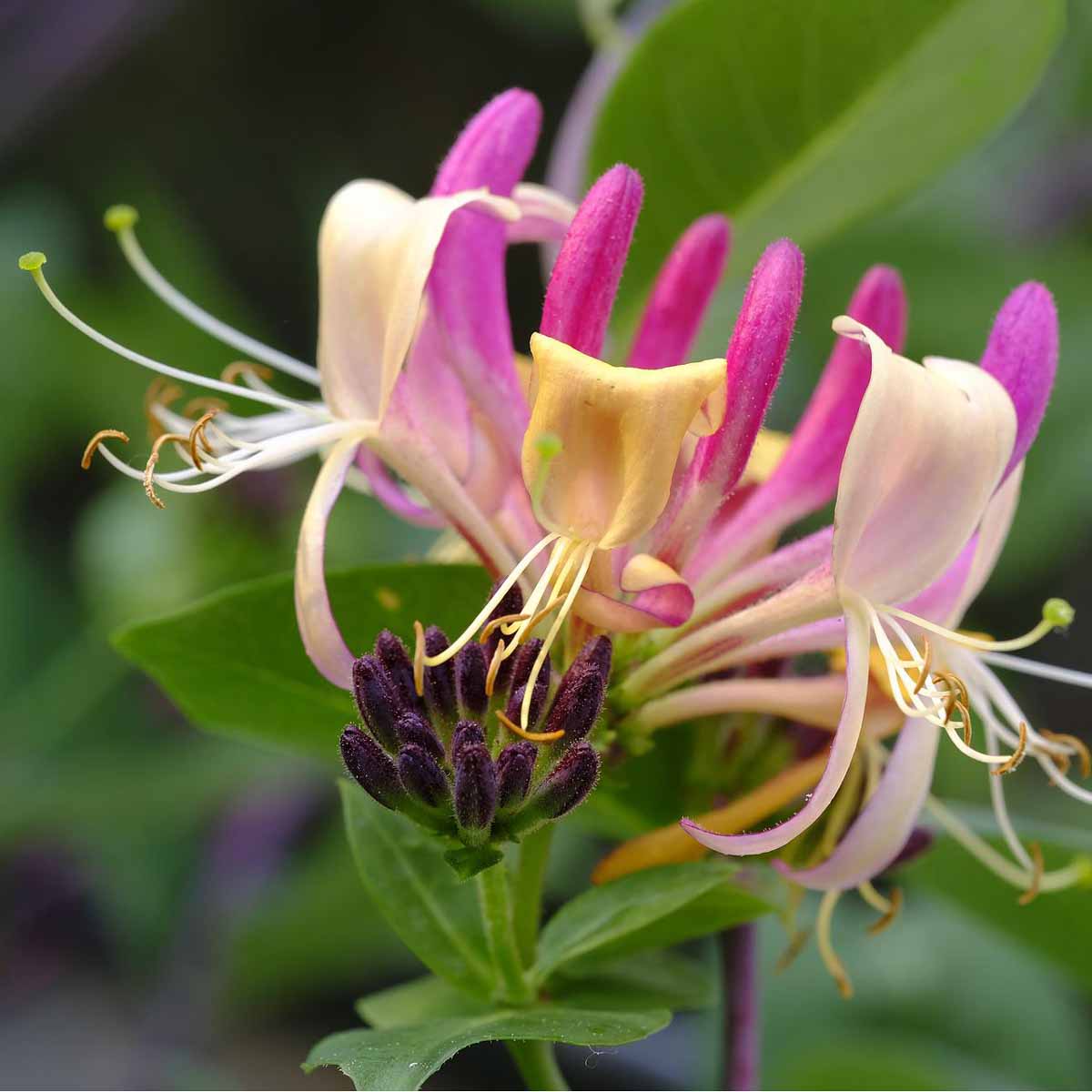 Caprifoglio, simbolo dei legami d’amore