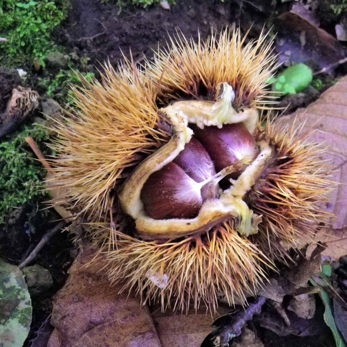 Castagno, frutti saporiti e prezioso legname