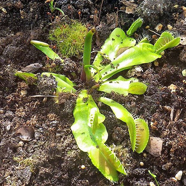 Dionaea, l’acchiappamosche americana