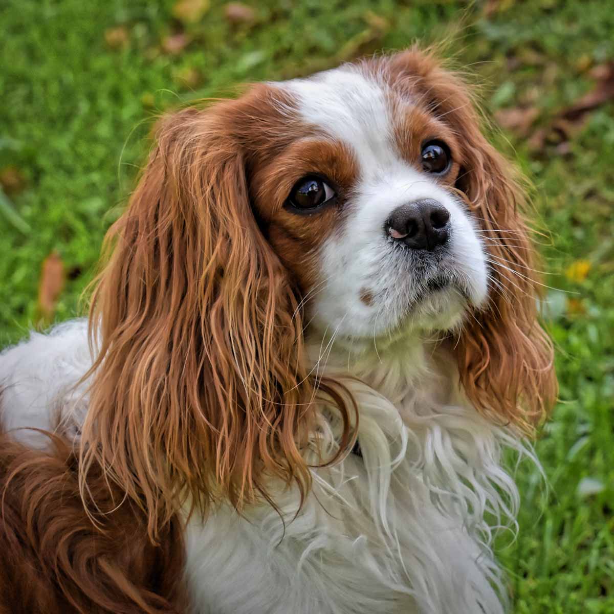 Il Cavalier King Charles Spaniel