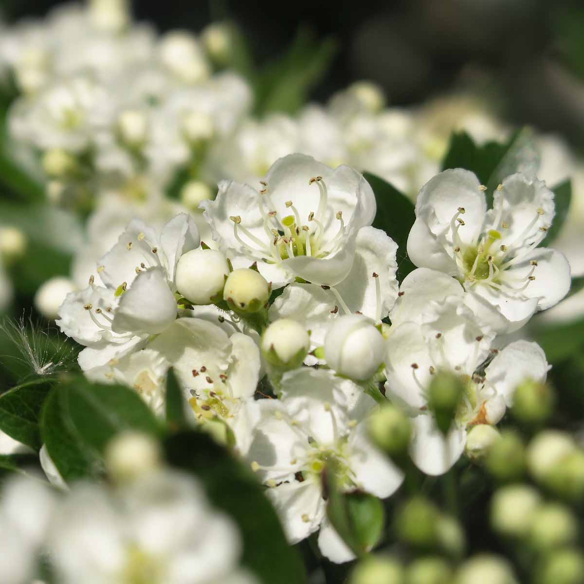 Il biancospino, robusto e pura fioritura