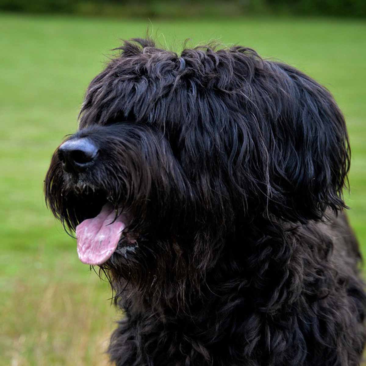 Il cane pastore della Brie