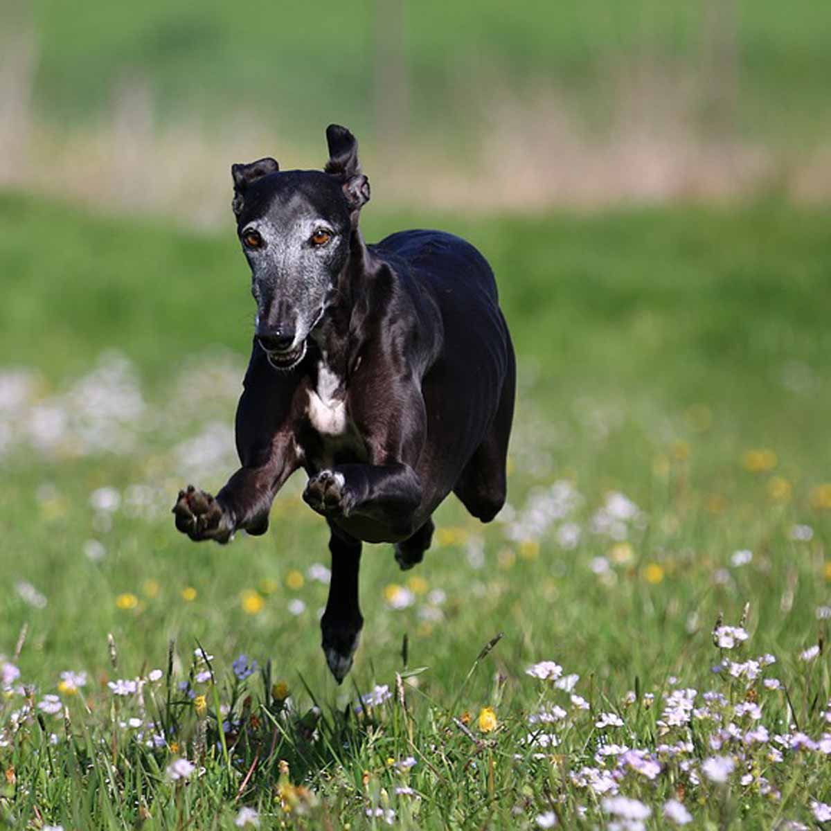 Il galgo español