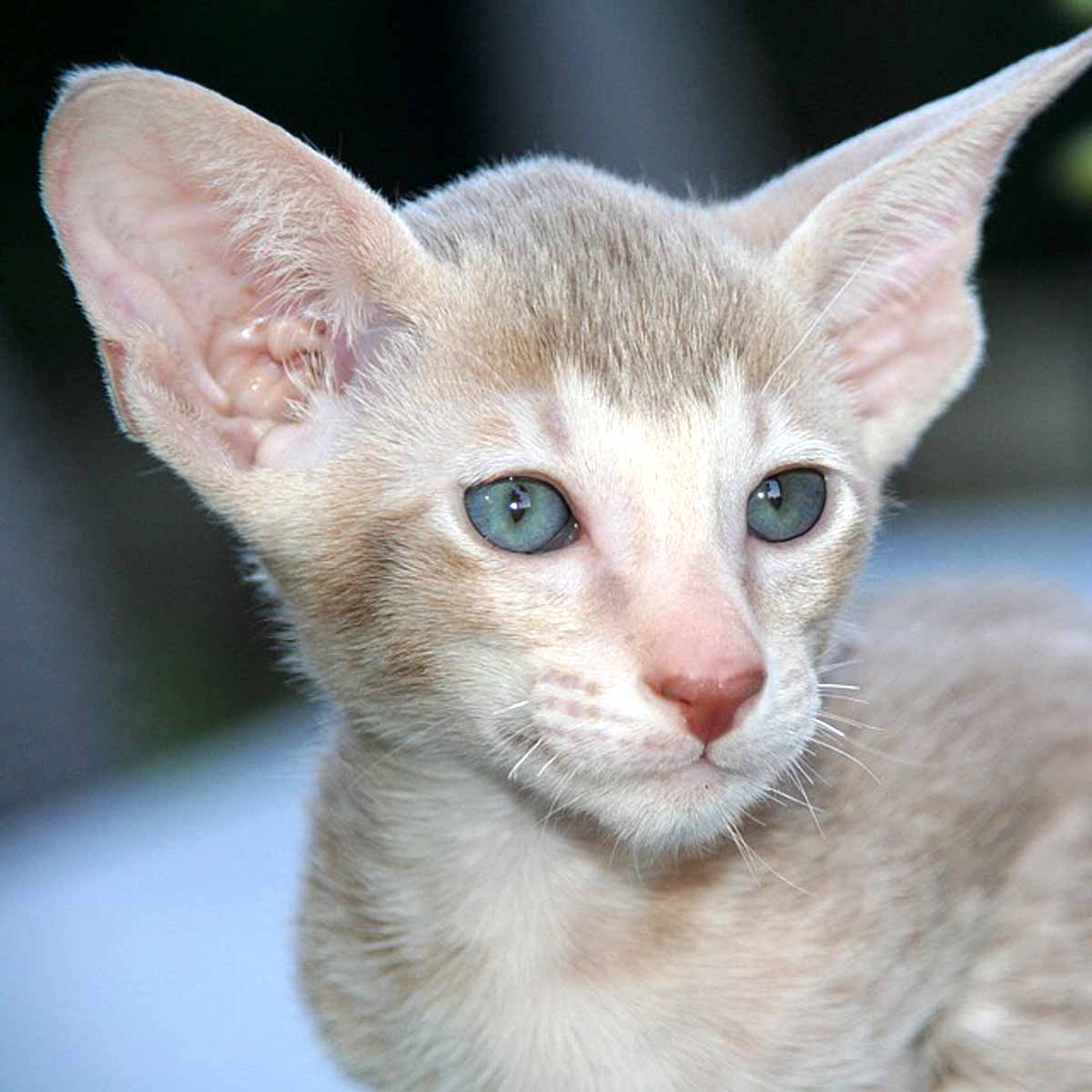 Il gatto Oriental shorthair