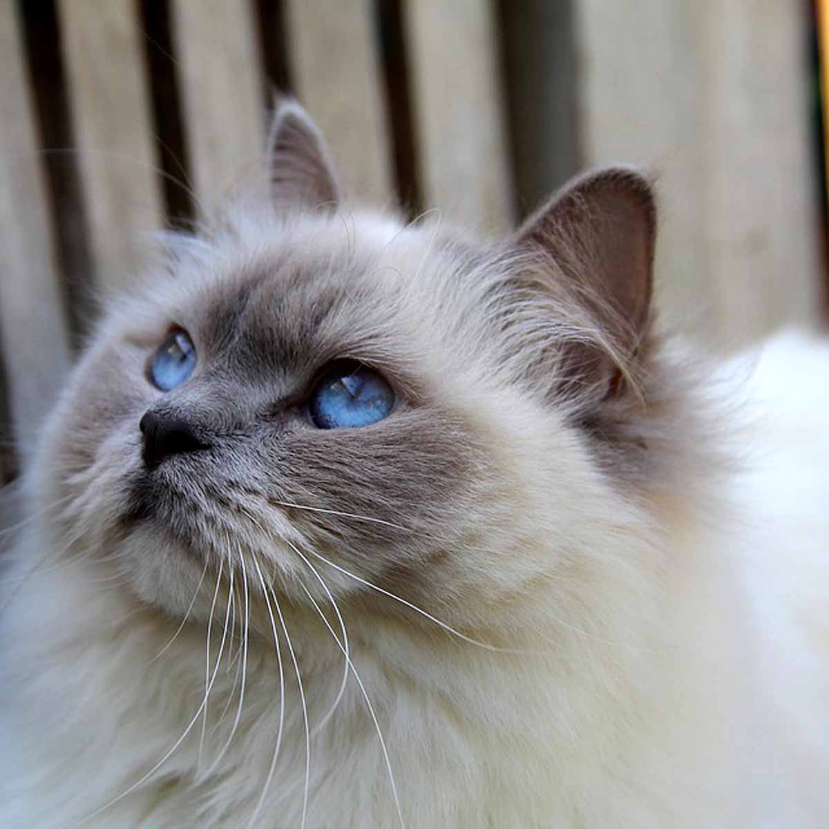 Il gatto Ragdoll