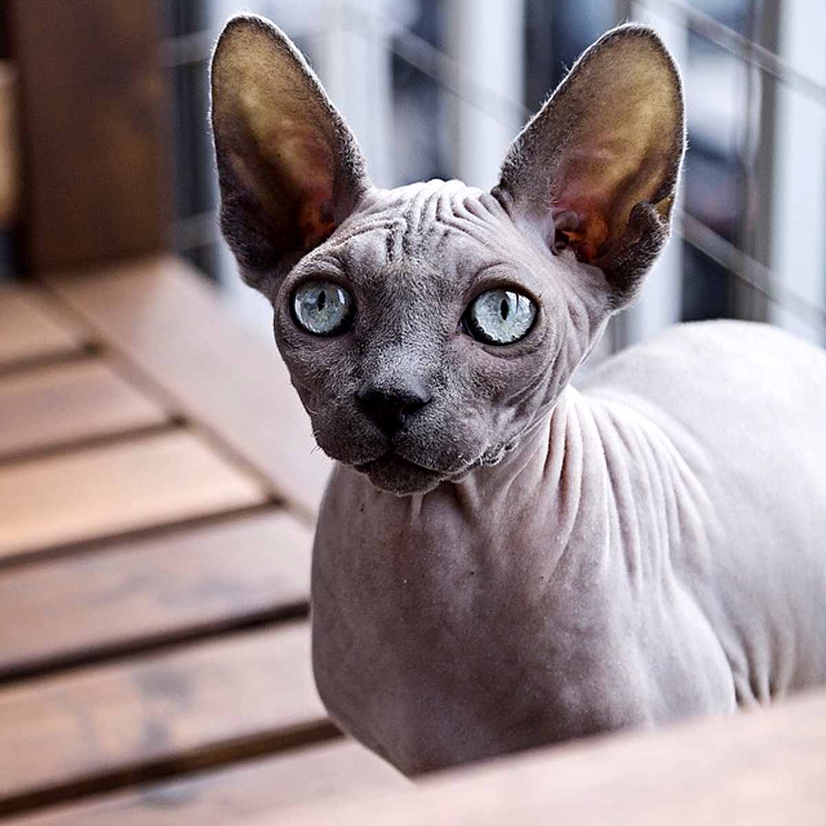 Il gatto Sphynx