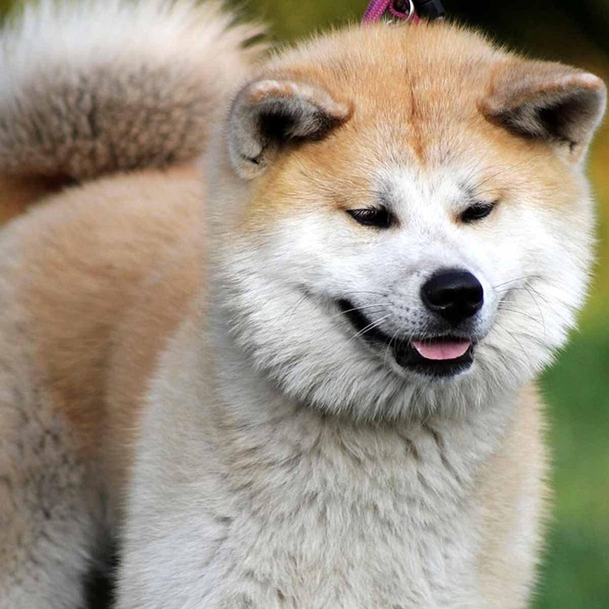 L’Akita Inu, simbolo del Giappone