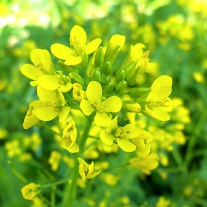 ELICRISO FIORE DI CARTA Helichrysum bracteatum - Vivai Frappetta Roma