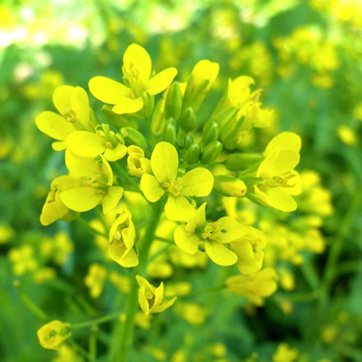 La Brassica oleracea e la sua vivacità cromatica