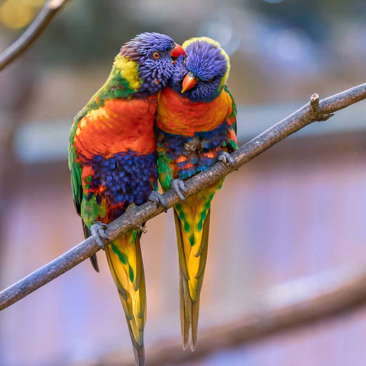 La Clamydiosi dei pappagalli