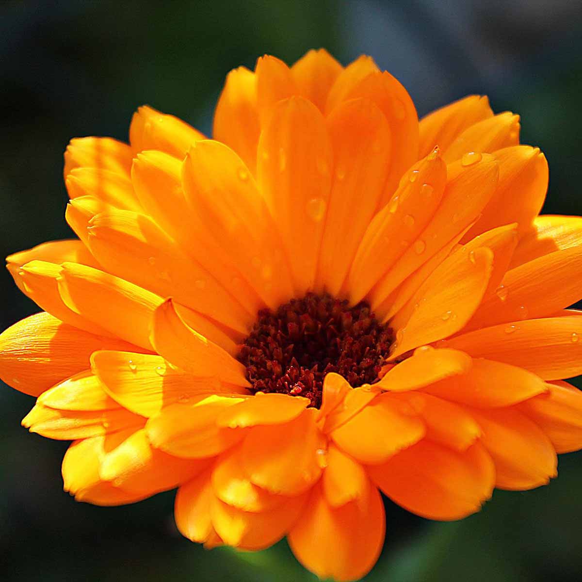 La calendula, profumata e colorata