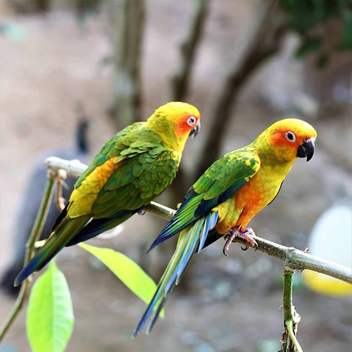 L’arricchimento sociale per i pappagalli
