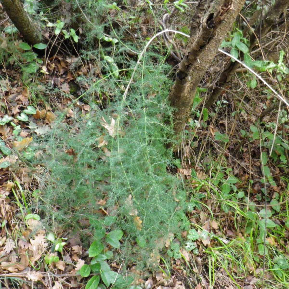 L’asparago selvatico, germoglio mangereccio