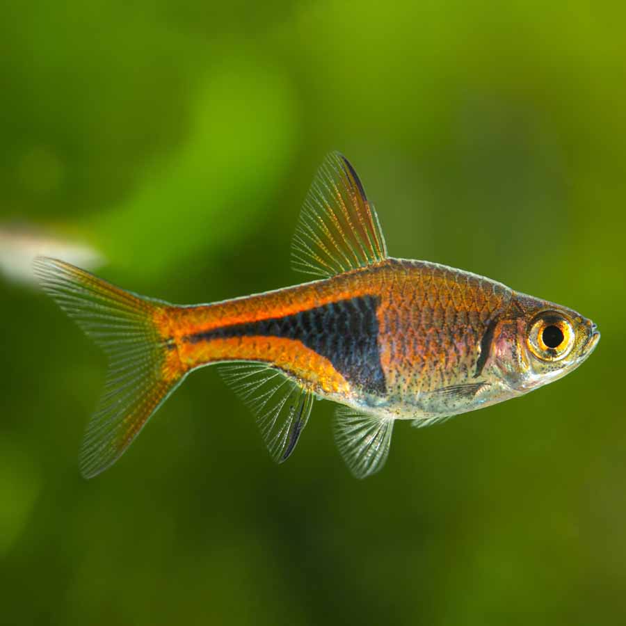 Rasbora heteromorpha o Pesce Arlecchino