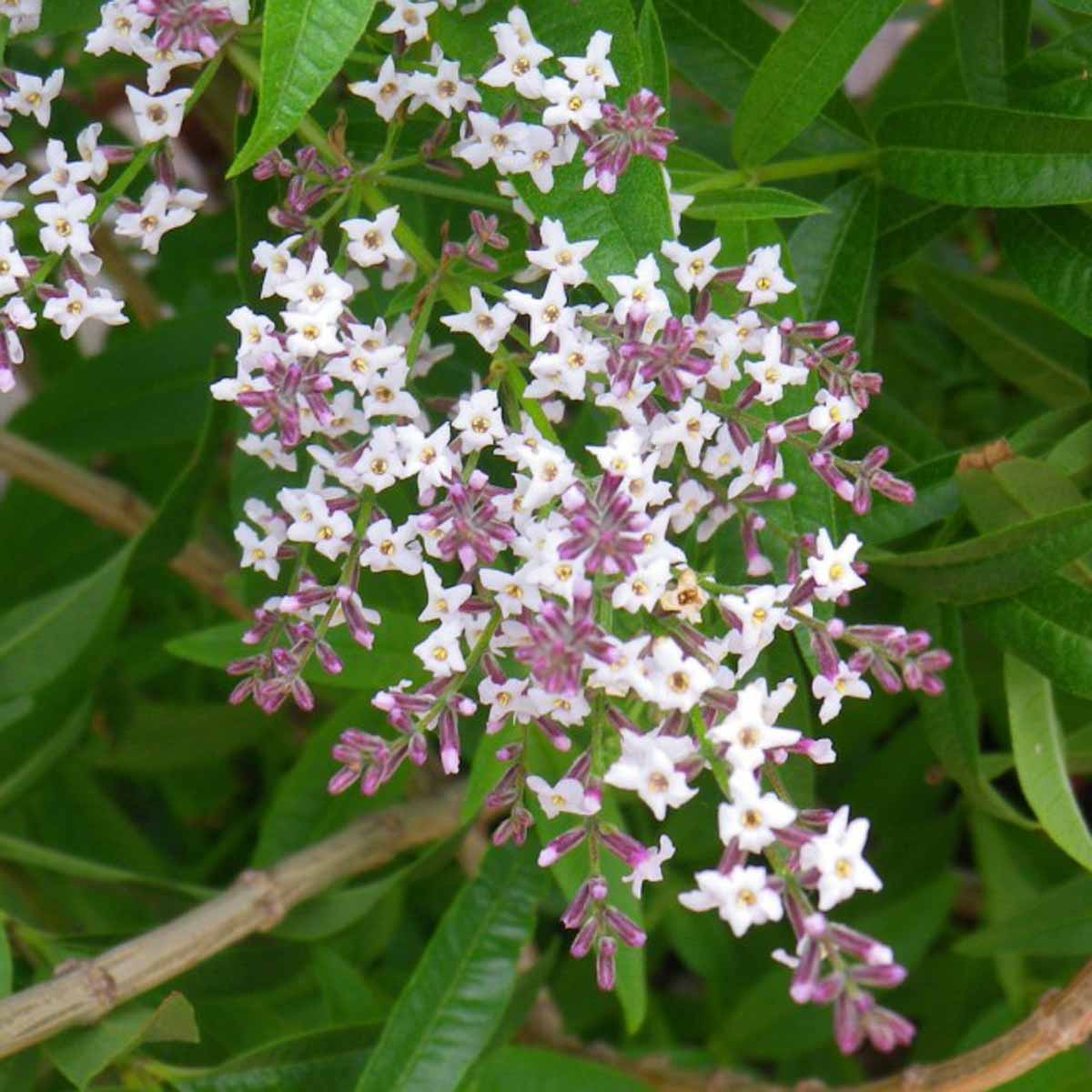 Erba cedrina, piacevole aroma di limone