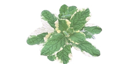 F_menta_variegata1