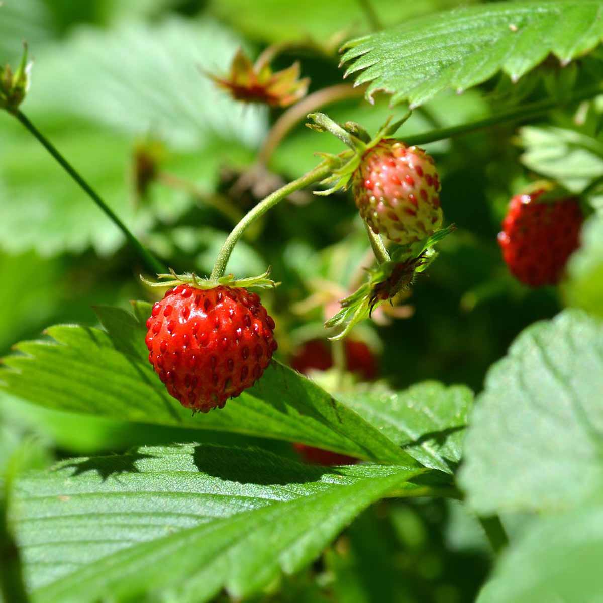 Fragolina di bosco, dolci frutti