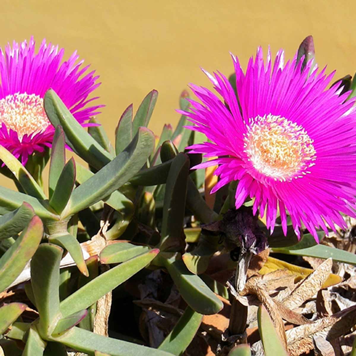 Il fico degli Ottentotti dai fiori viola e gialli