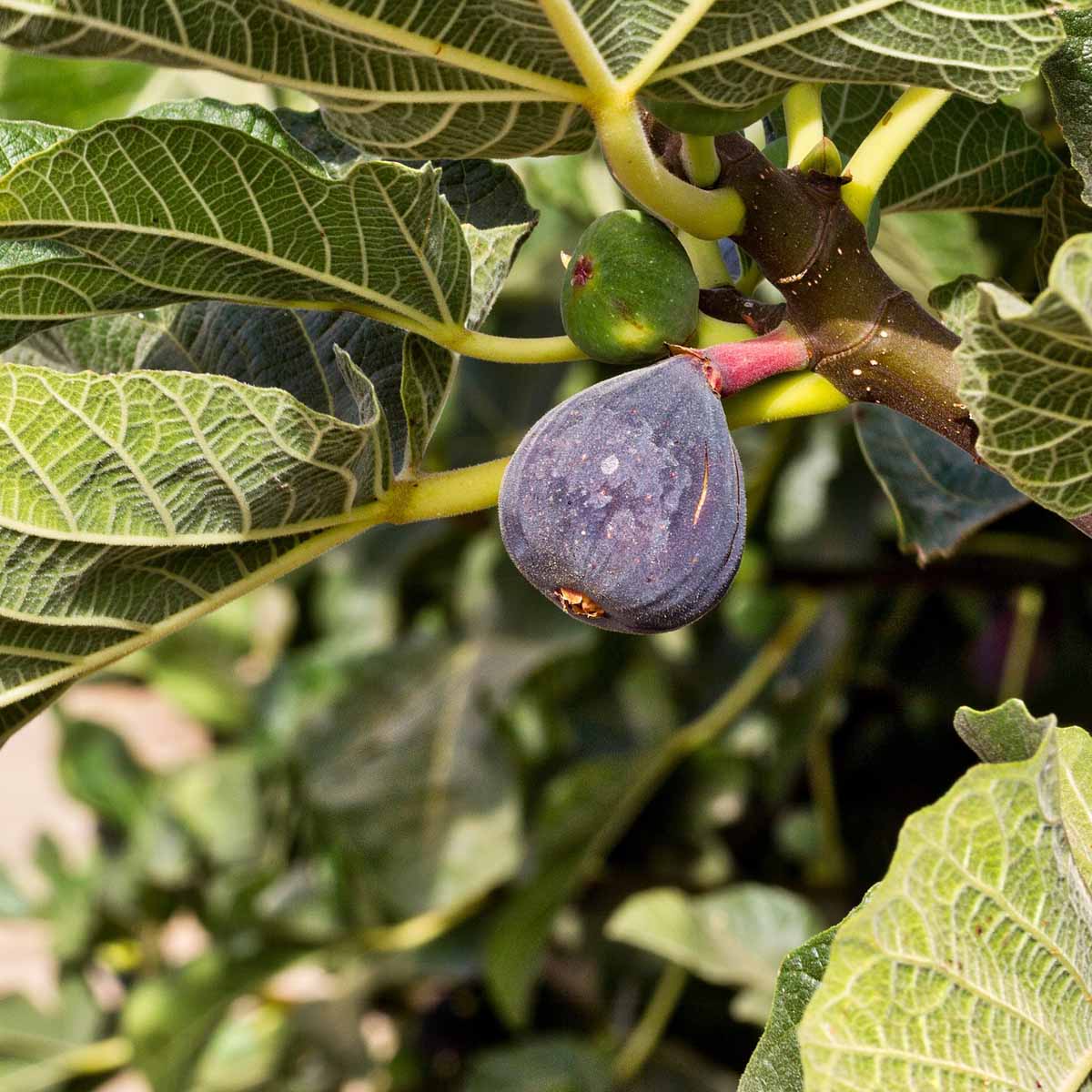 Il fico e i suoi dolcissimi frutti carnosi