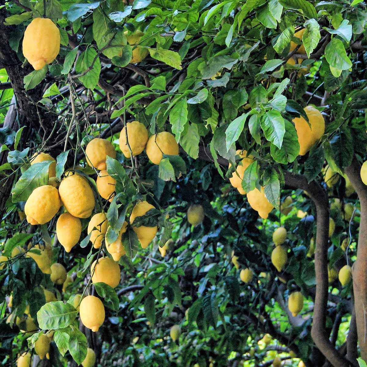 Il limone, incrocio tra cedro e arancio