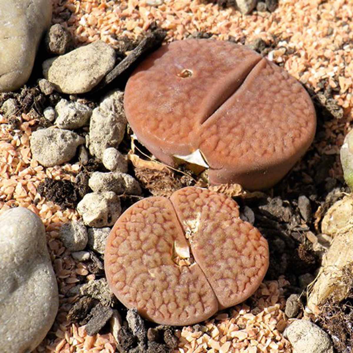 Lithops, i sassi viventi dell’africa