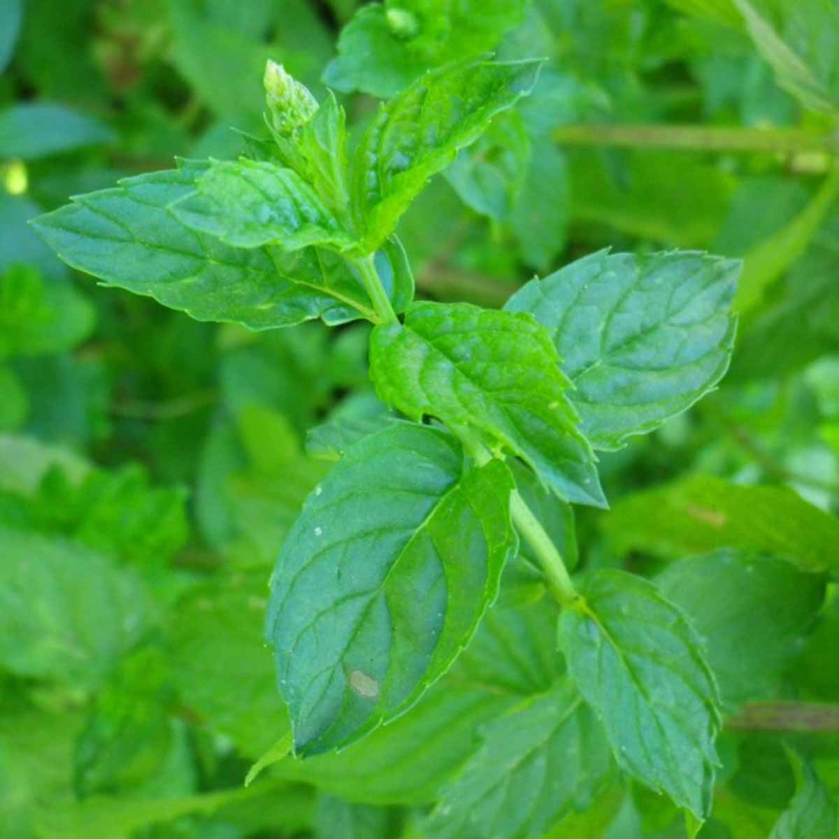 Menta, divino fresco profumo