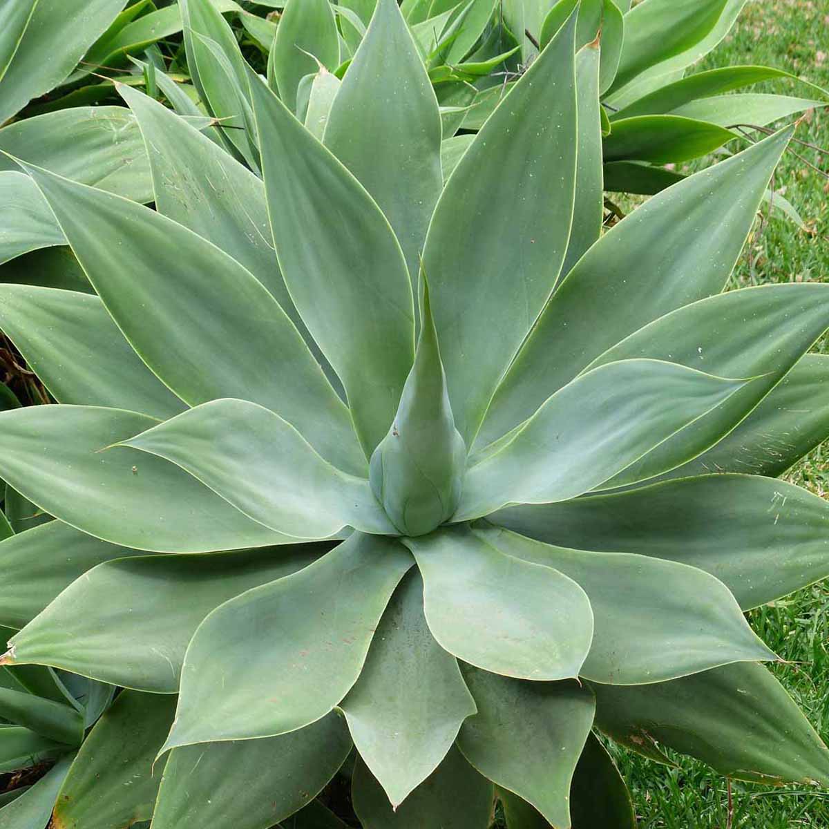 Agave, la pianta del nuovo mondo