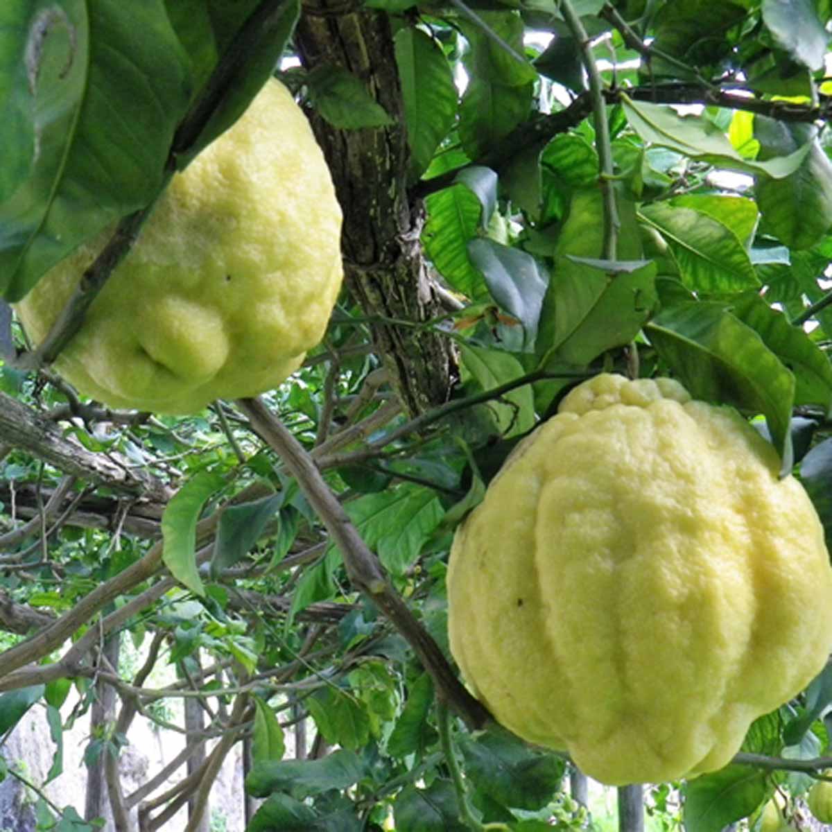 Cedro, aromatica e delicata polpa