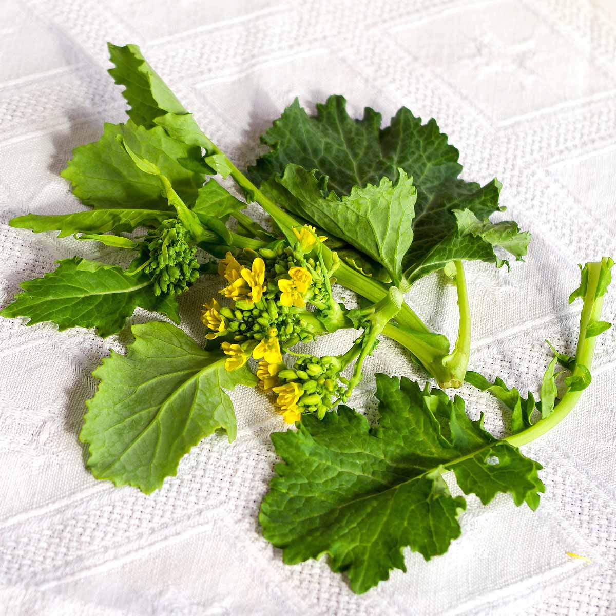 Cime di rapa, un sapore italiano