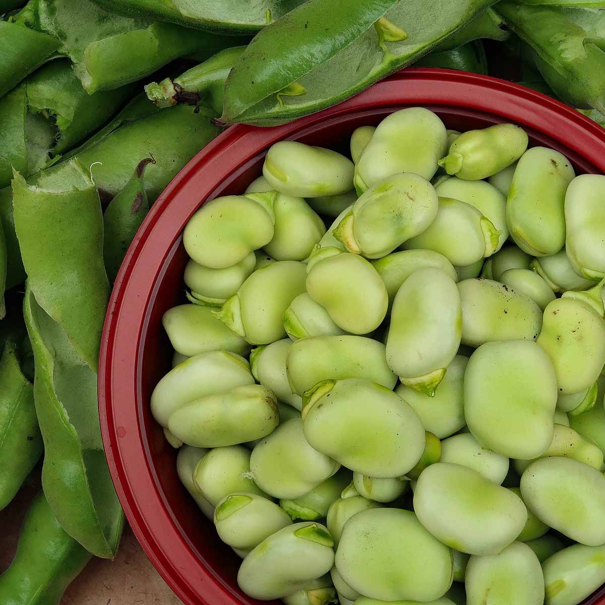 Fava, un concentrato di sapore e salute