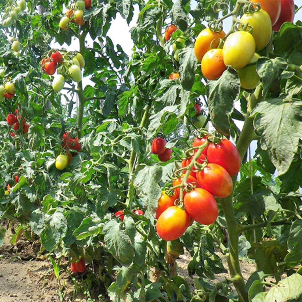 Il pomodoro, in origine frutto giallo dorato